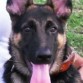 Sam de 4 meses